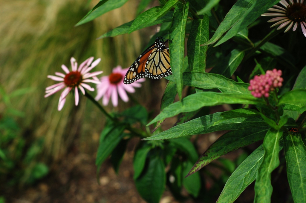 monarch milkweed echinacea 57
