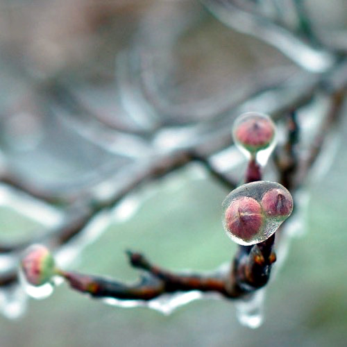 double iced berry_0005 (1)