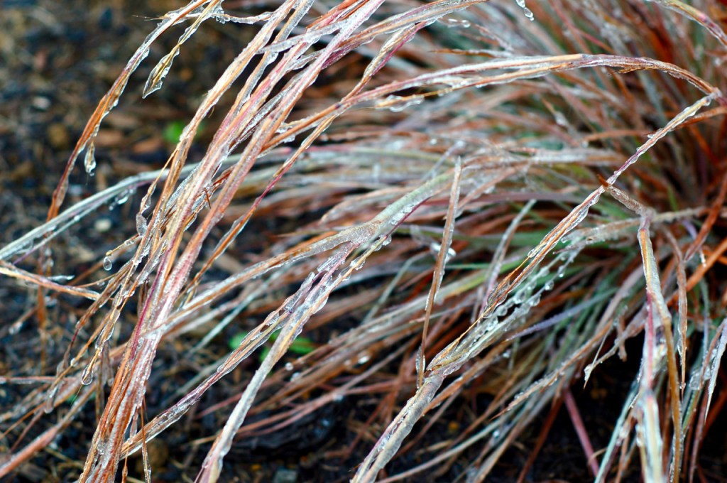 iced little bluestem_0003 (1)