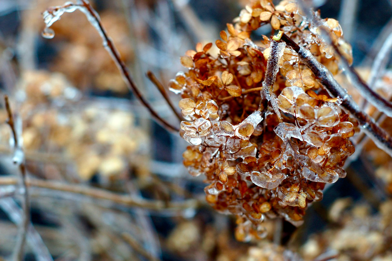 icy hydrangea_0001 (1)