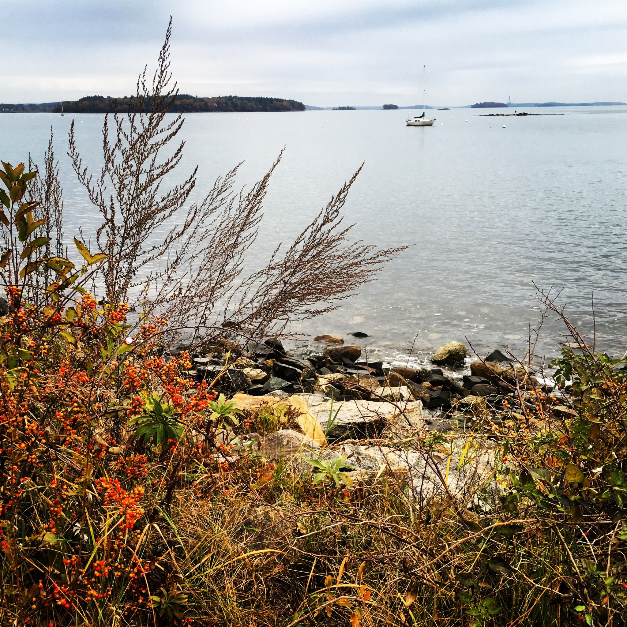 portland maine sailboat and berries
