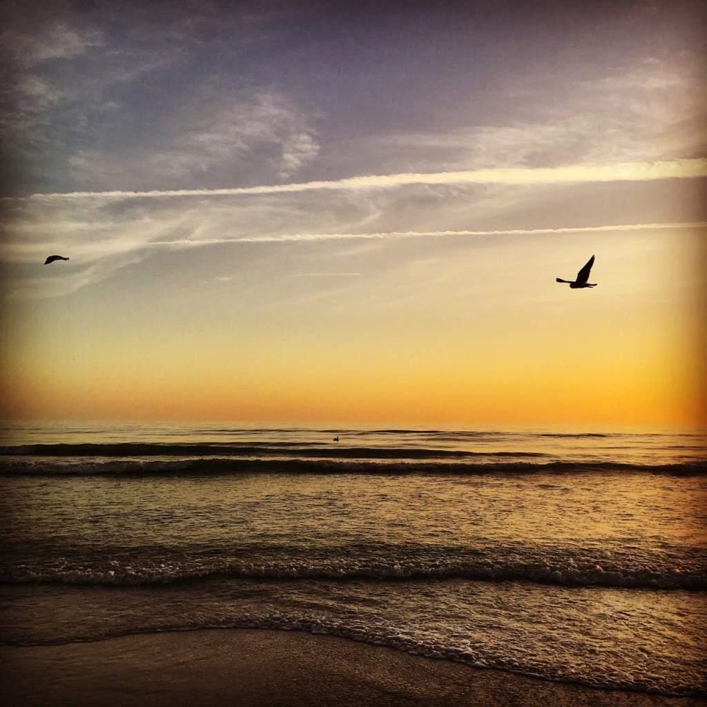 sunset with seagulls IG