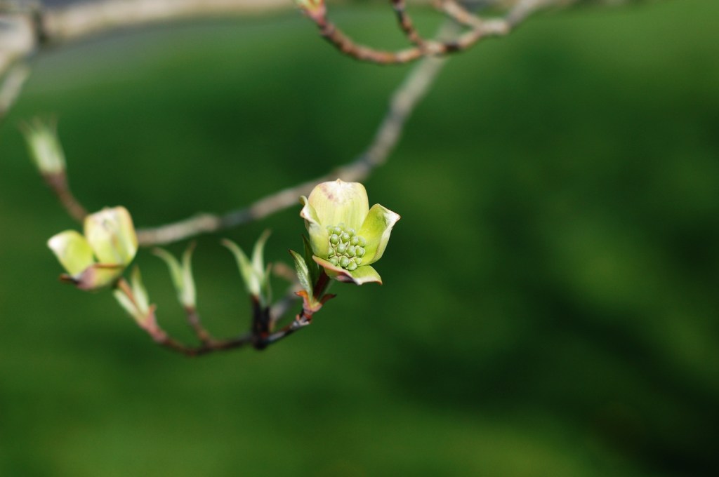 13 dogwood blossom