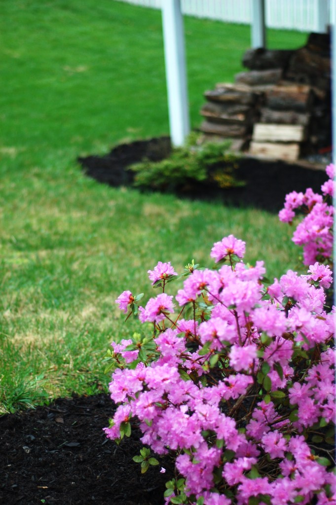 35 rhododendron and wood pile