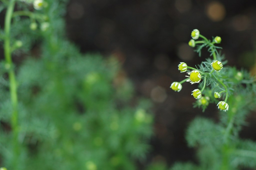 chamomile flowers34