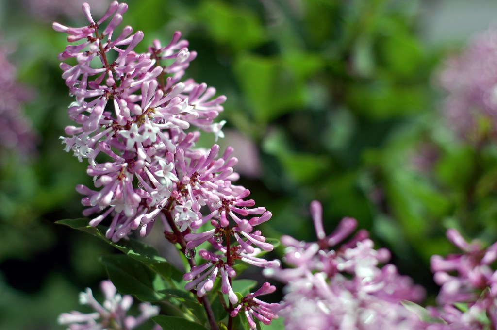 lilac02
