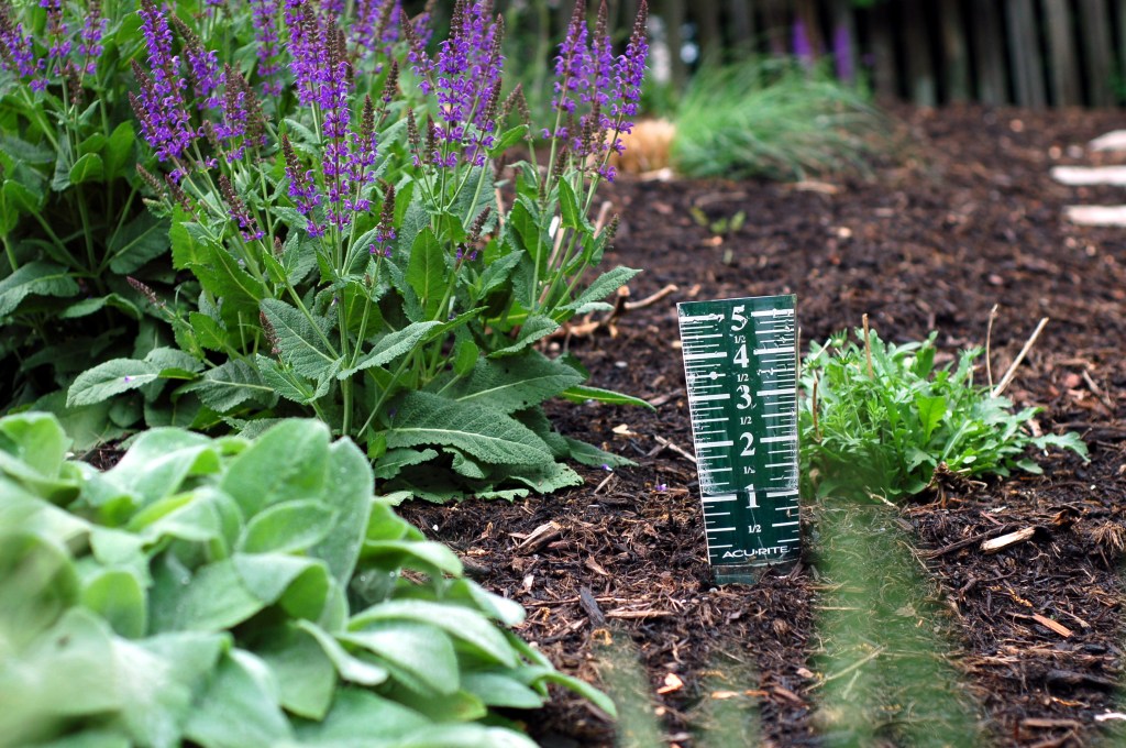 rain guage and salvia31