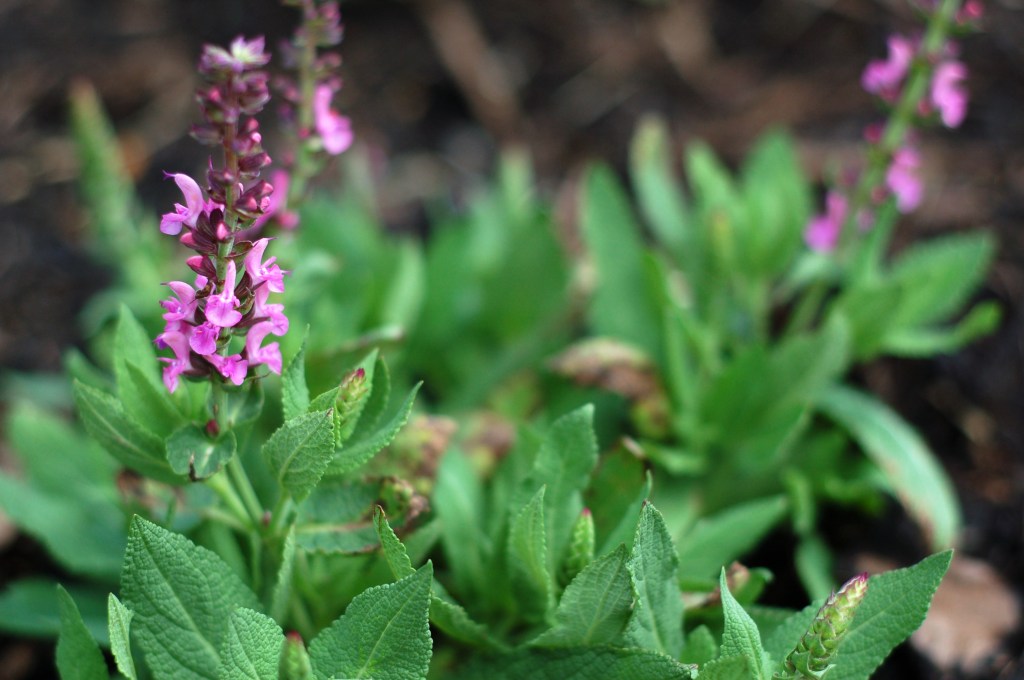 sensation rose salvia09