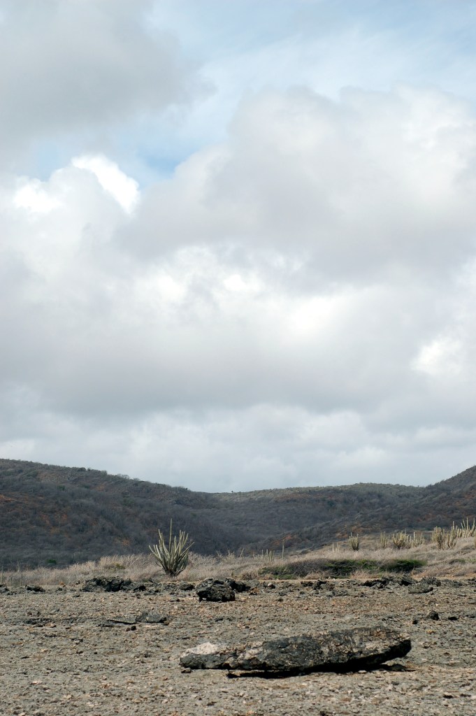 solitary cactus and clouds_0103