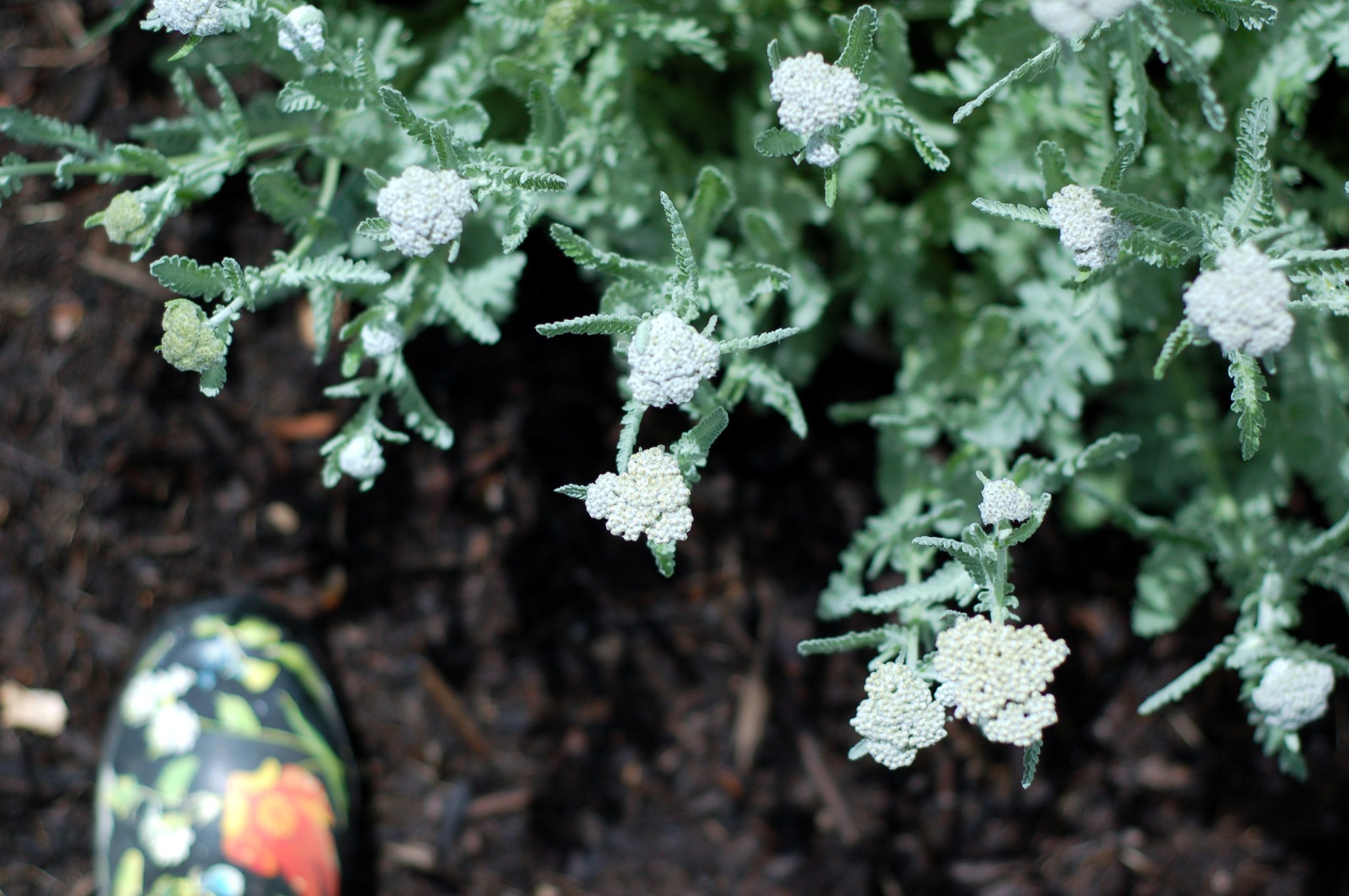 yarrow and rain boot06