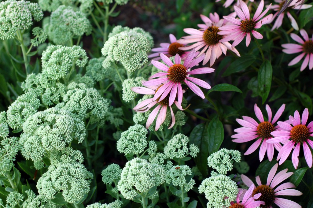 echnicacea and sedum_0037