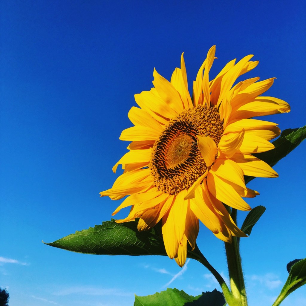 July 15 sunflower copy