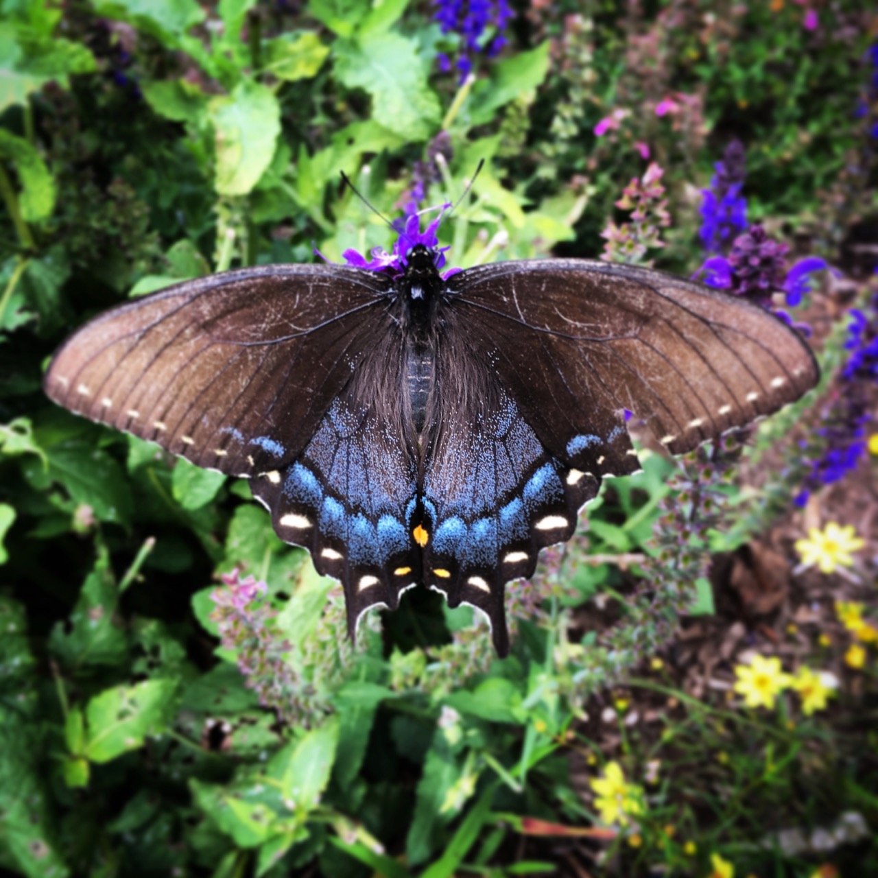 July 26 swallowtail copy