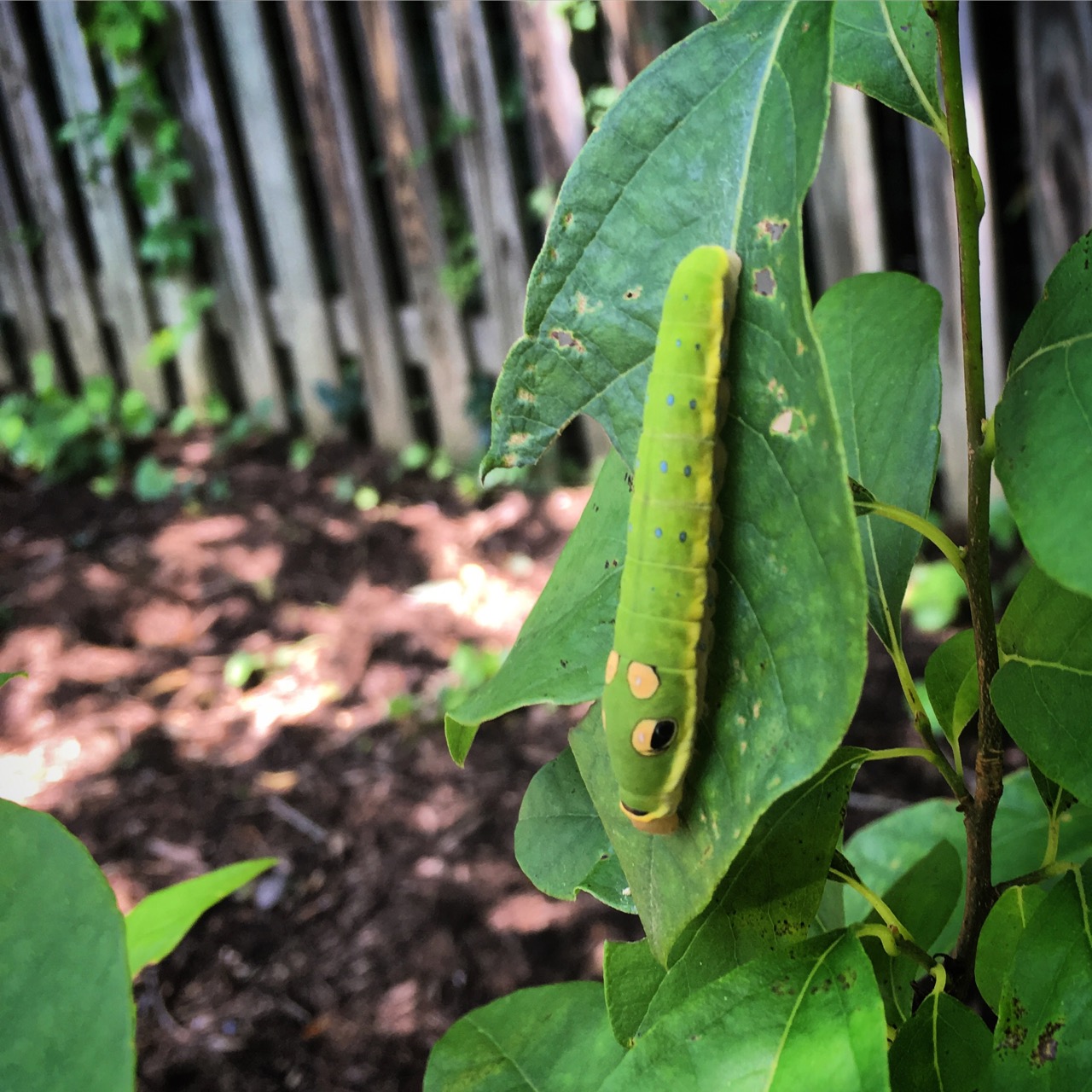 June 26 spicebush swallowtail caterpillar copy