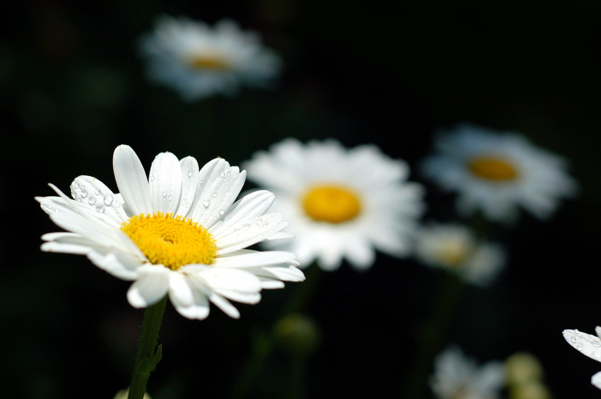 shasta daisy with water droplets_0112