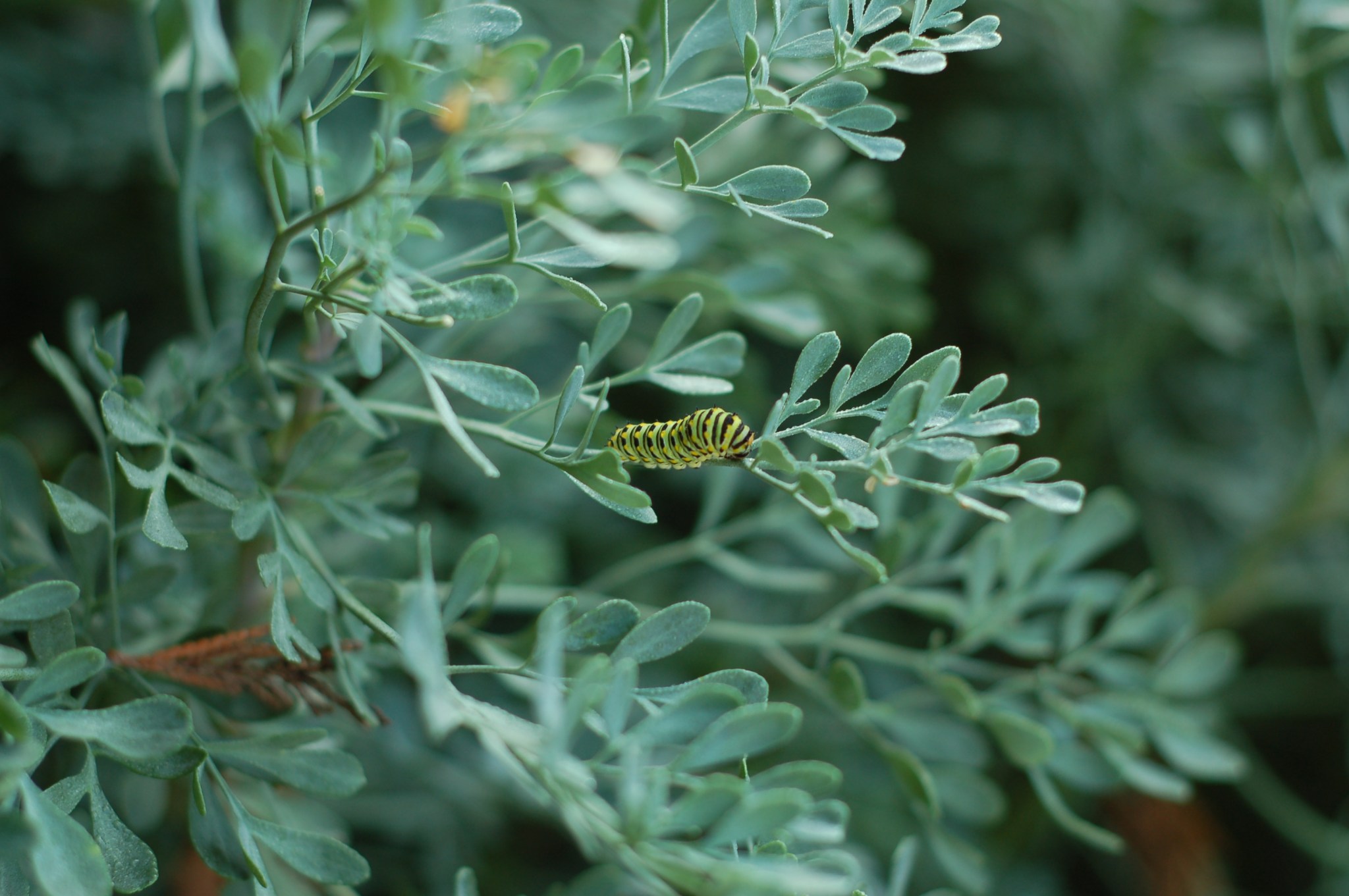 swallowtail caterpillar on rue_0042