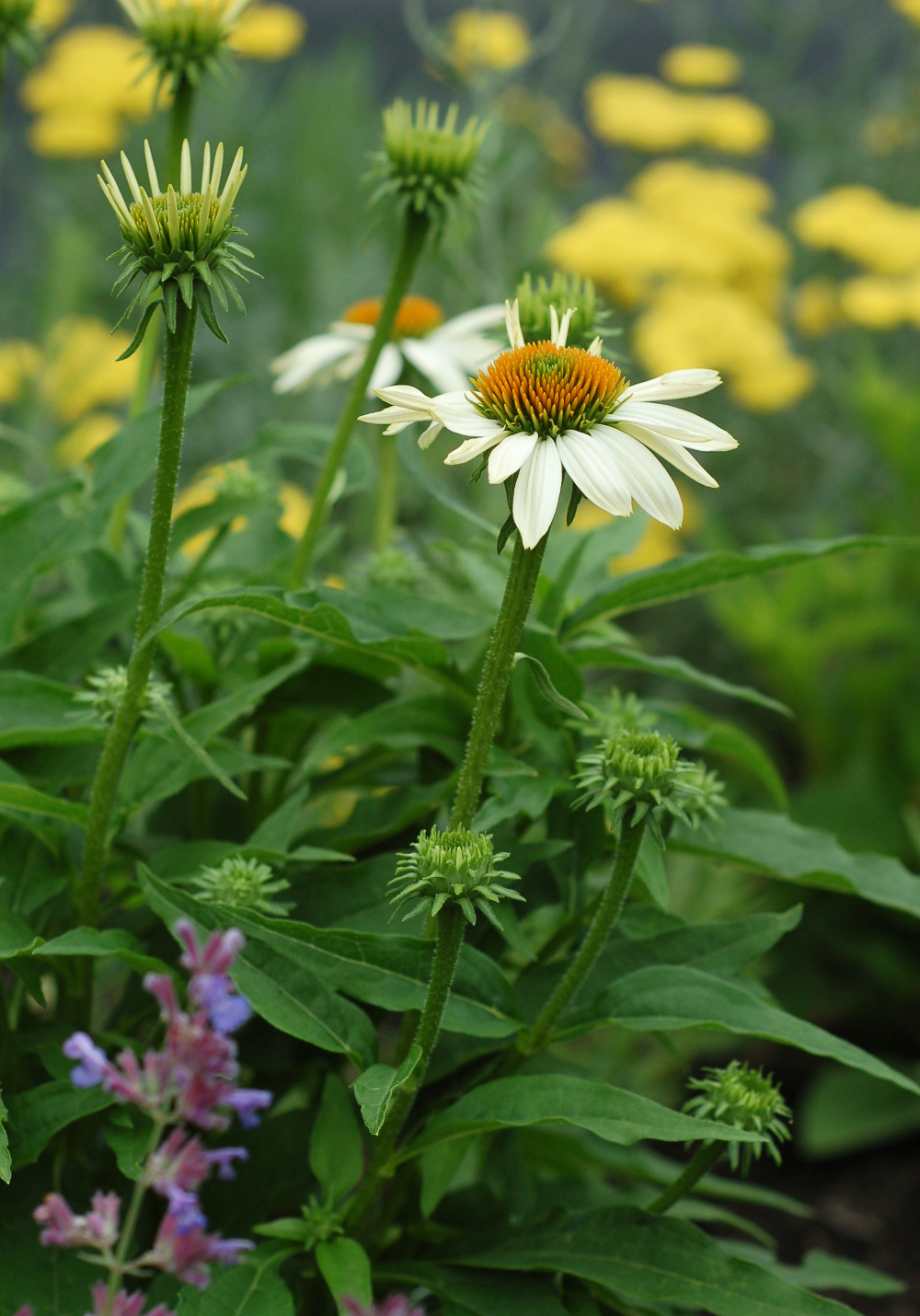 white coneflower front June 9_0020 copy