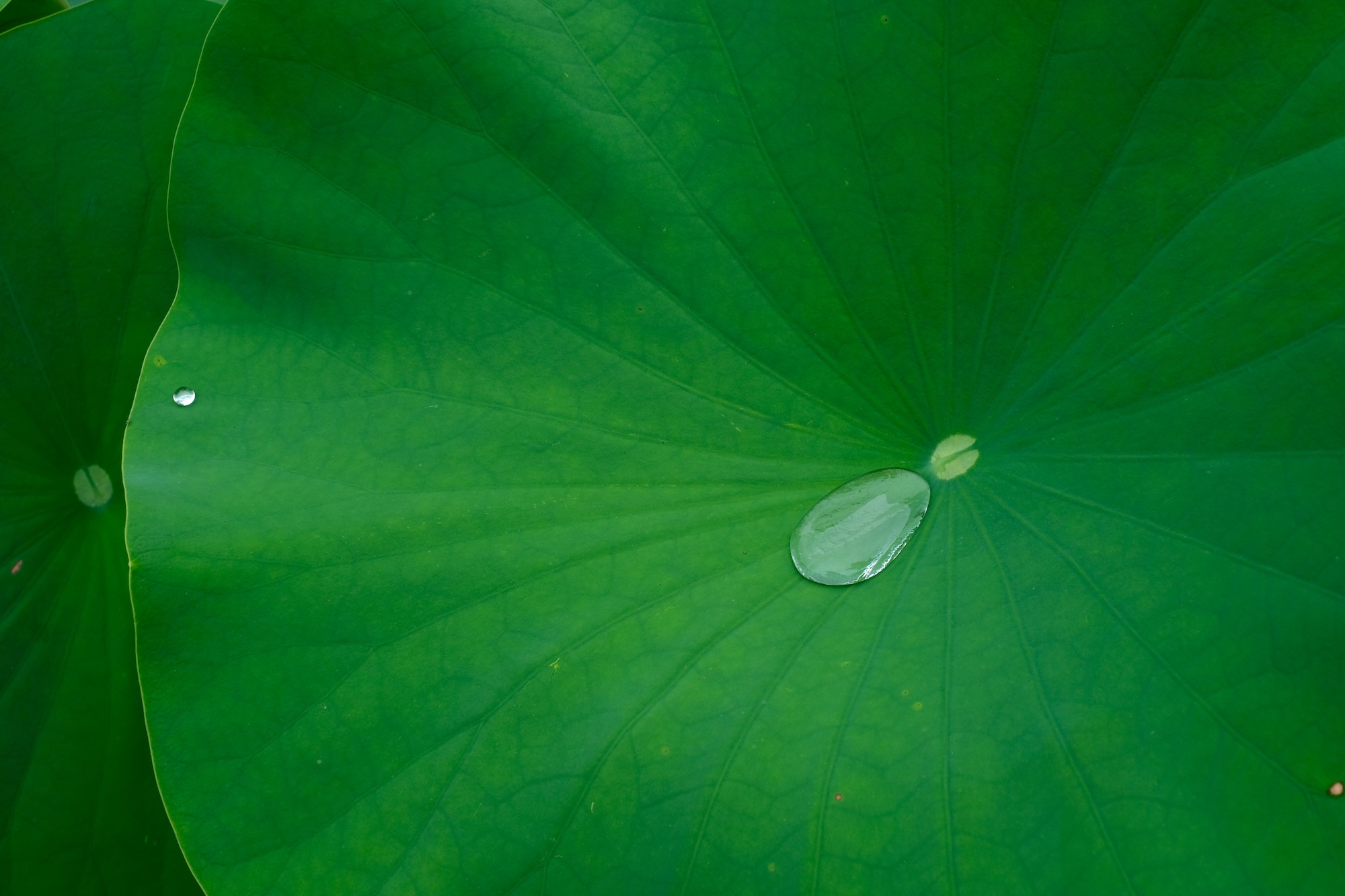 6089 water drop on lotus leaf
